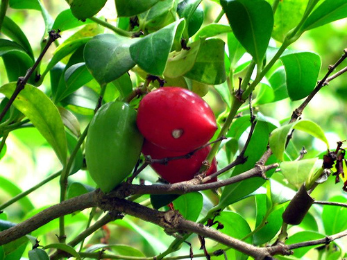 Natal Plum, Carissa macrocarpa, (Carissa grandiflora), Shrub Seeds (Fast Edible)