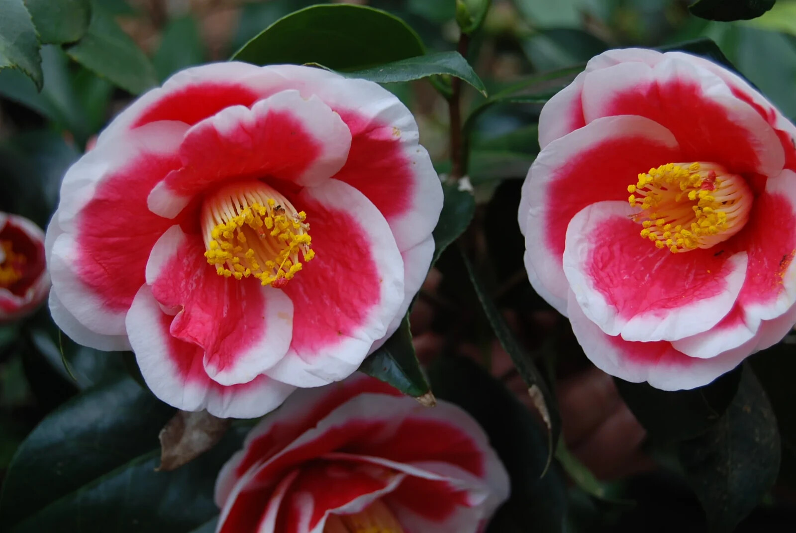 **TAMA ELECTRA**Unique Bloom**Camellia Japonica-Live Starter Plant -USA SELLER-
