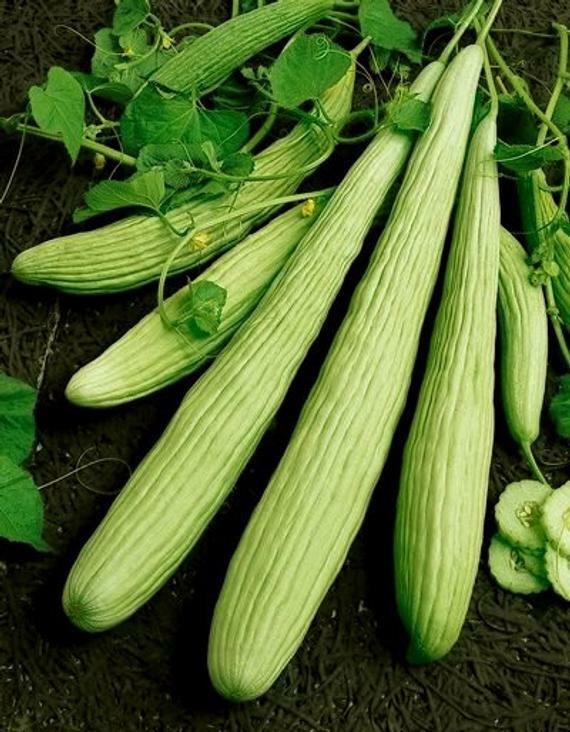 CUCUMBER ‘Heirloom Mix’ 25 Seeds ALL TYPES MIXED spring summer vegetable garden