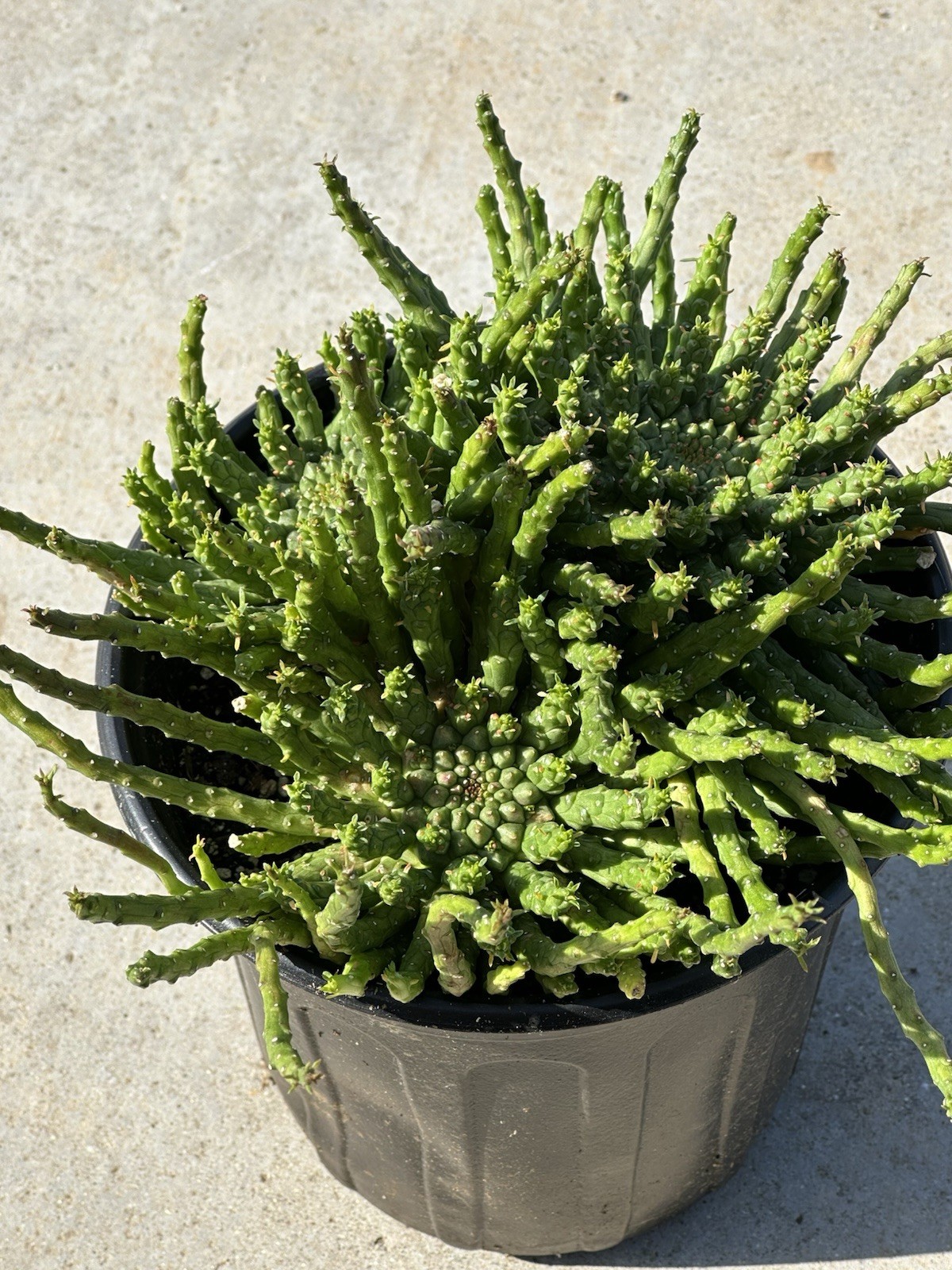 1 Gallon Large Euphorbia flanaganii Medusa’s Head Succulent 3+ Main Heads