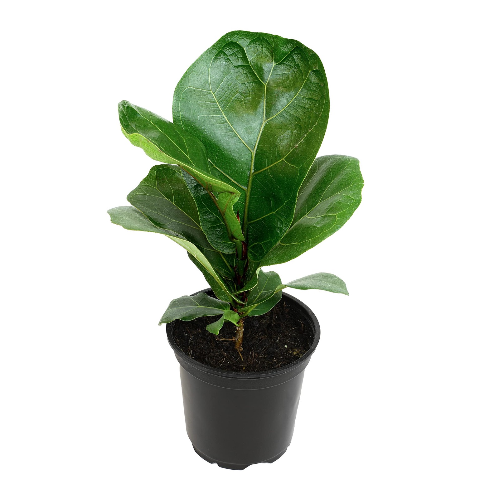 Plants for Pets Ficus Lyrata Fiddle Leaf Fig Plant, House Plants Indoors Live…