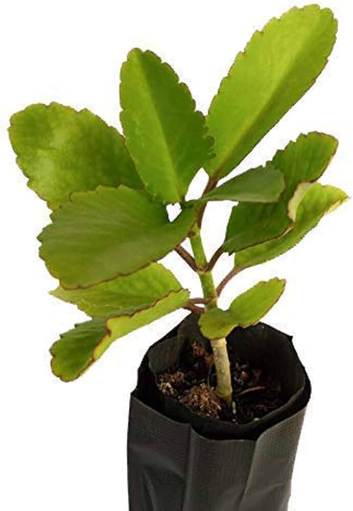 Miracle Leaf Starter Plant 6-10″ Tall in 4″ Pot – Fast Growing, Easy Care
