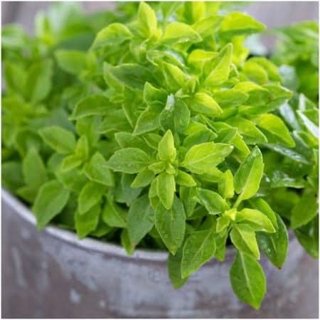 Spicy Globe Basil Seeds For Planting (Ocimum basilicum)