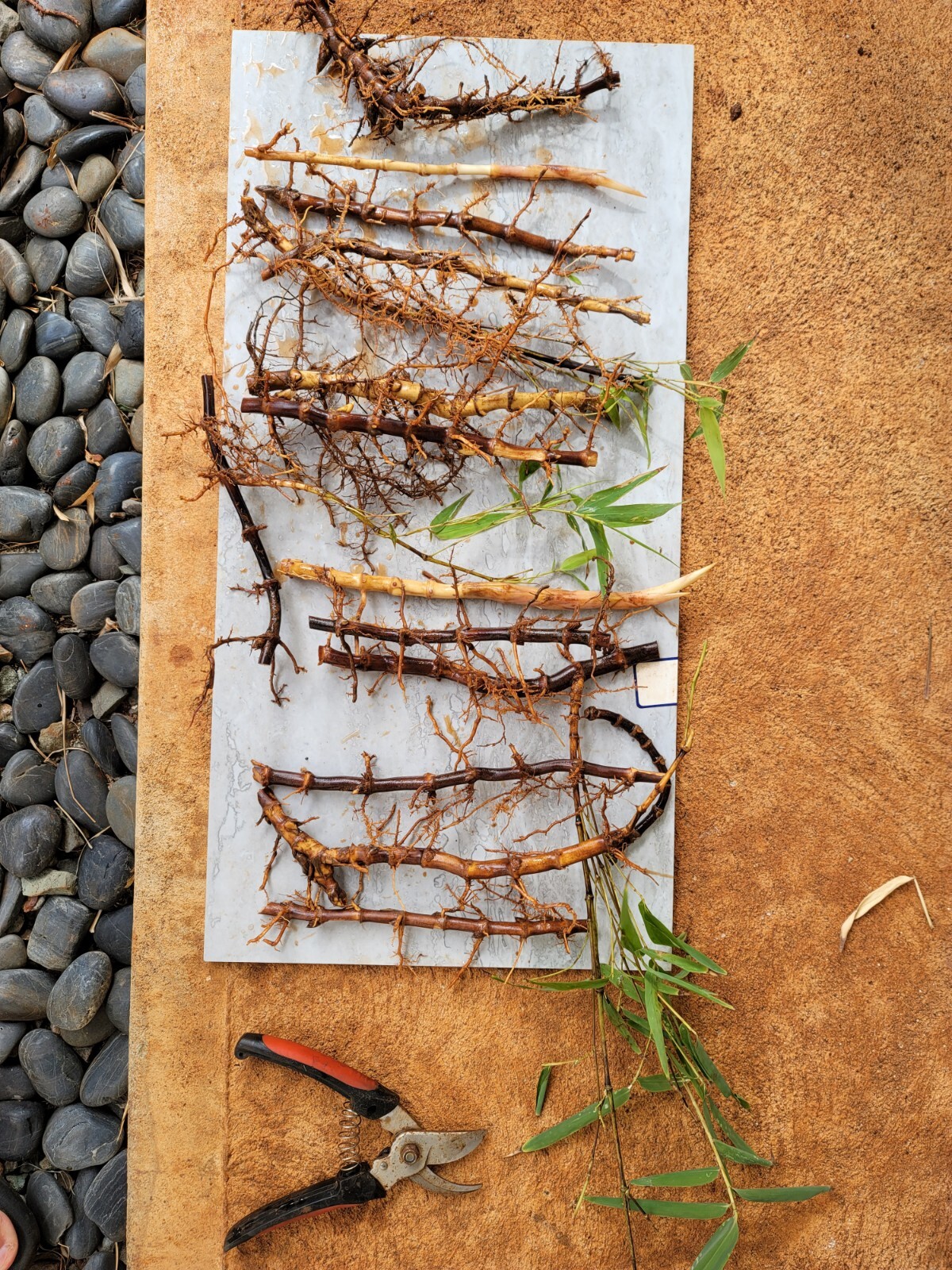 TWO LIVE & FRESHLY DUG Black Bamboo 黑紫竹 Phyl Nigra Rhizomes BEST Landscape PLANT
