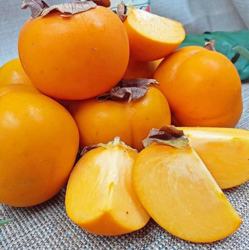 American Persimmon Tree, Live Plant, Qt Pot, 6–12″ Tall, No Ship AK, HI, PR