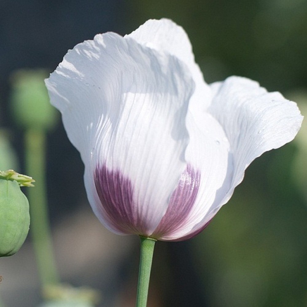 10,000 Untreated Tasmanian Poppy Seeds for Planting Authentic Papever Somniferum