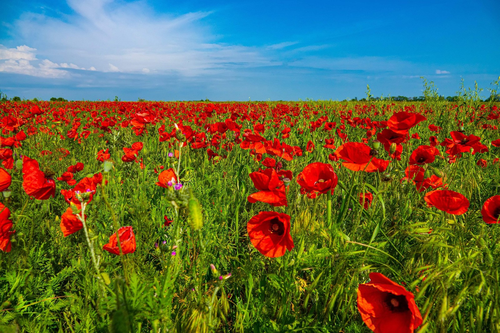 1000 Red AMERICAN LEGION POPPY Corn Shirley Flanders Papaver Rhoeas Flower Seeds