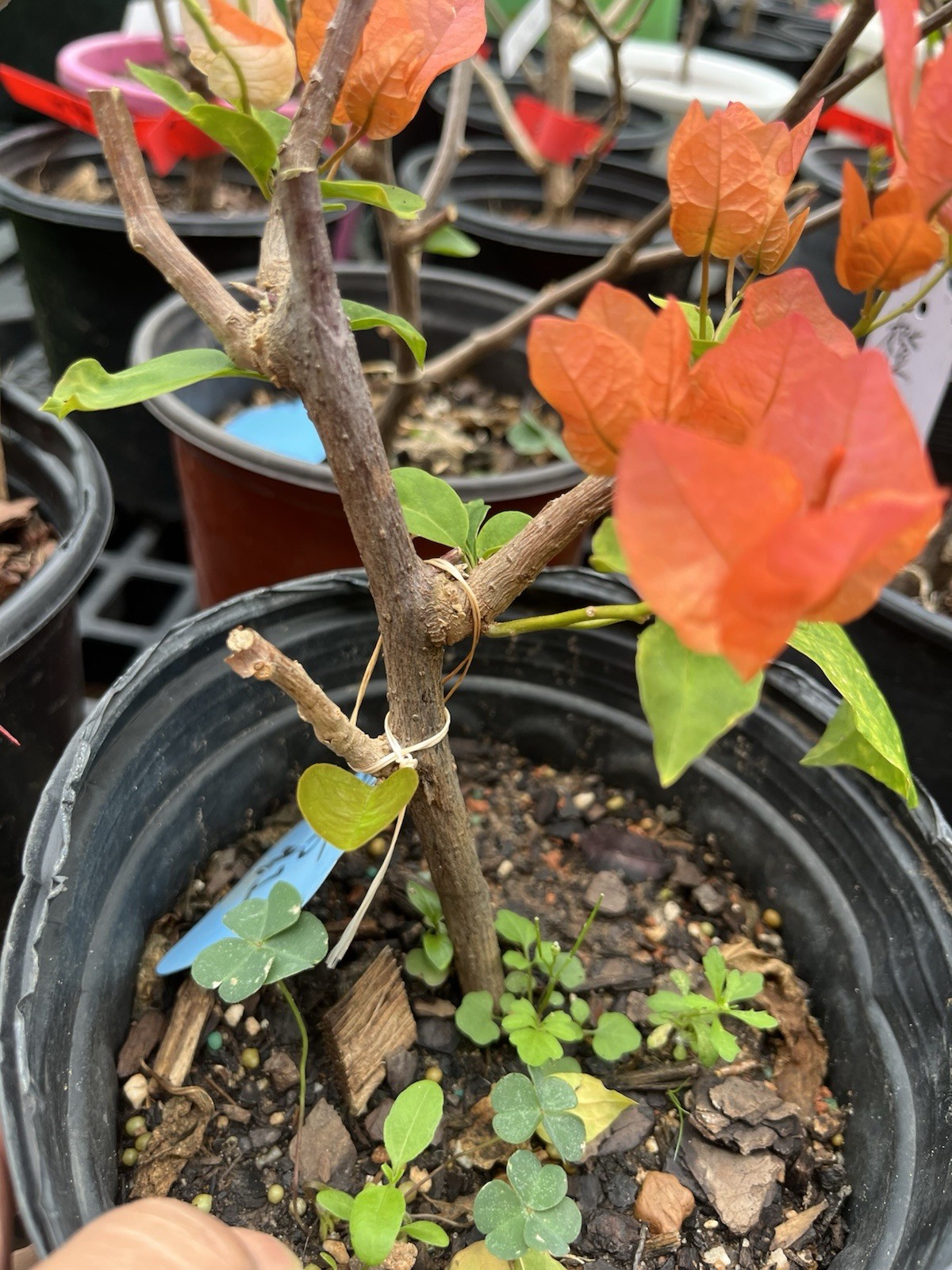 Multi Colors Orange Lipstick 橙口红三角梅Maharani Bougainvillea Bonsai small Size
