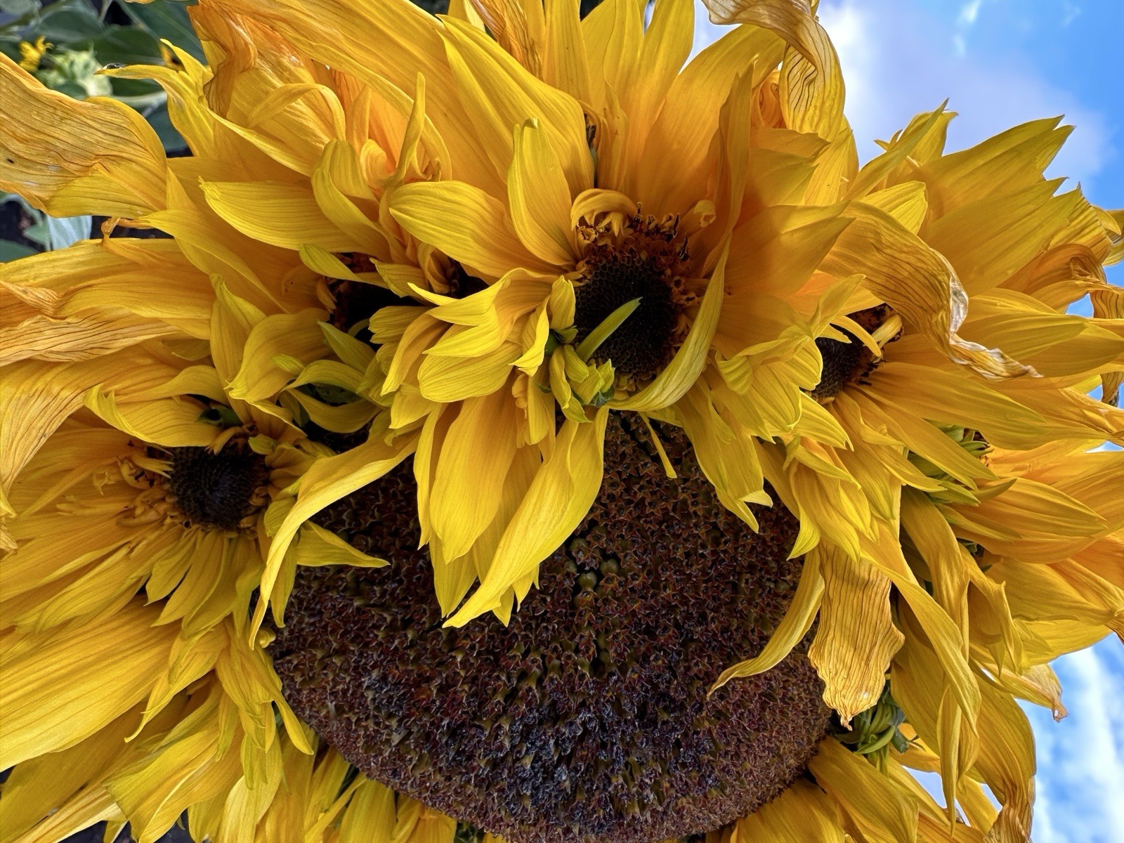 12 Crown Jewel Sunflower Seeds New Variety!