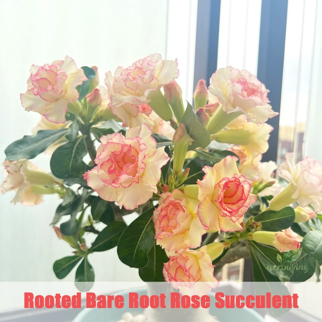 Rooted Bare Root Desert Rose, Easy Growing Indoor Patio Potted Decor