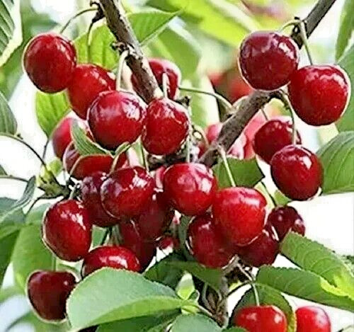 Japanese Cherry Tree | Premium Seeds | Prunus serrulata Spontanea Fall | Plants’