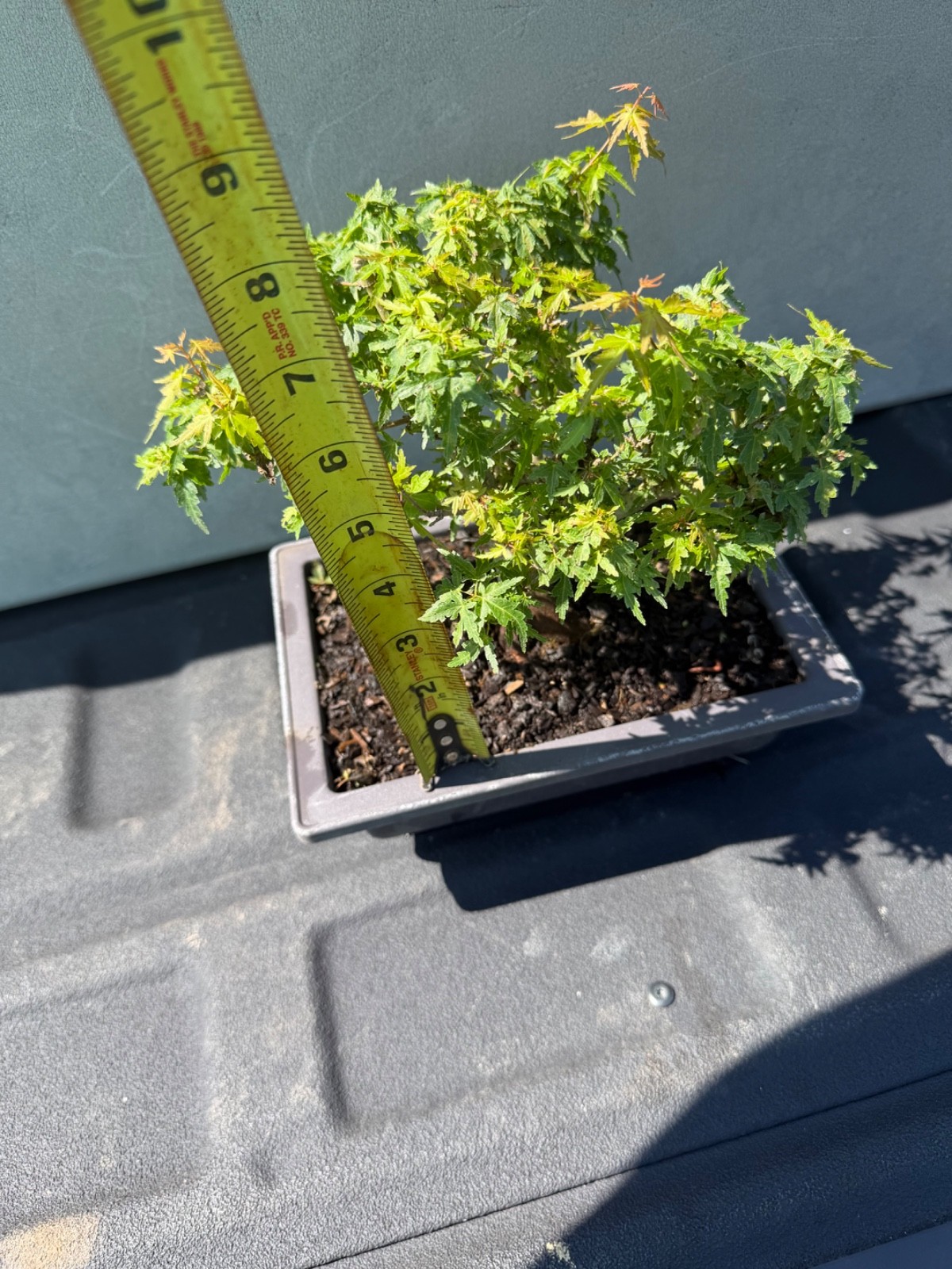 Kotohime japanese maple bonsai tree