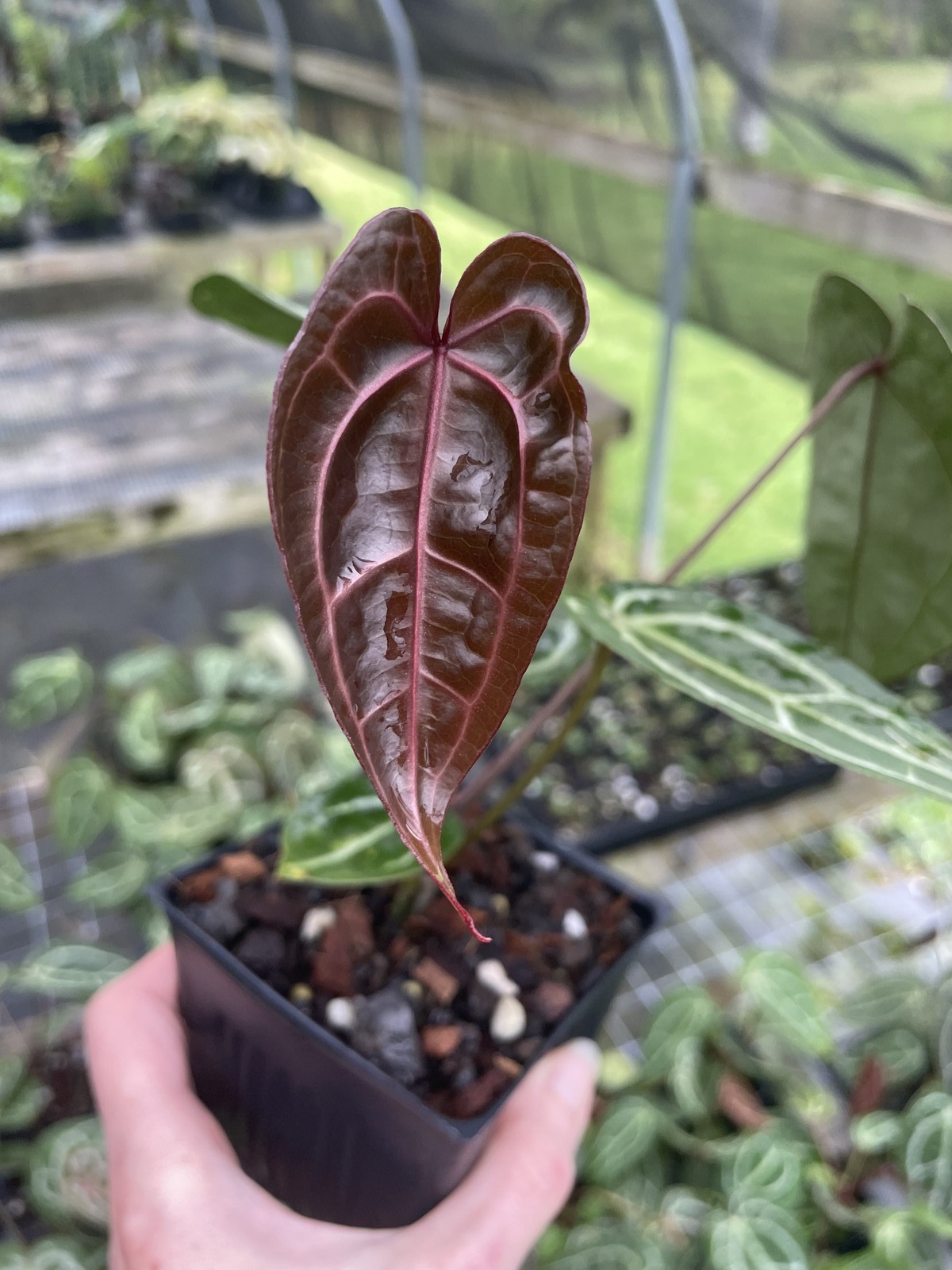 Anthurium Red Crystallinum Doc Block 4″ pot, Fedex 2day*