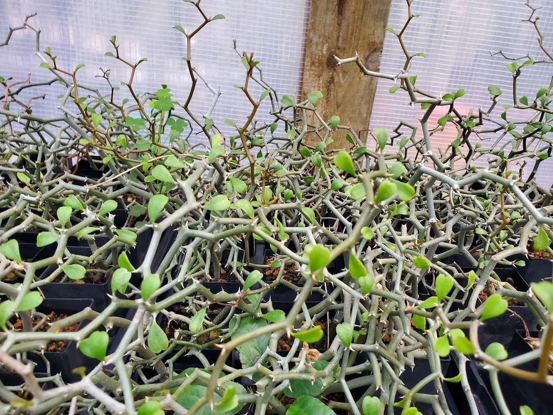 Decarya madagascariensis – Zig Zag Plant – Madagascar – Rooted Lot Dm14