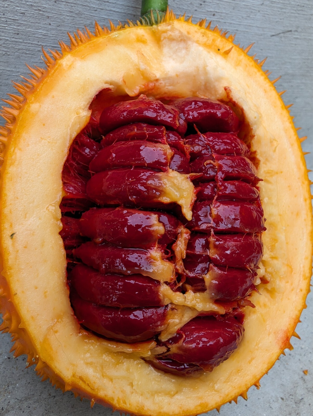 Dec 2025 Harvest | 10 Gac Fruit Seeds | Momordica Cochinchinensis | Hạt Trái Gấc