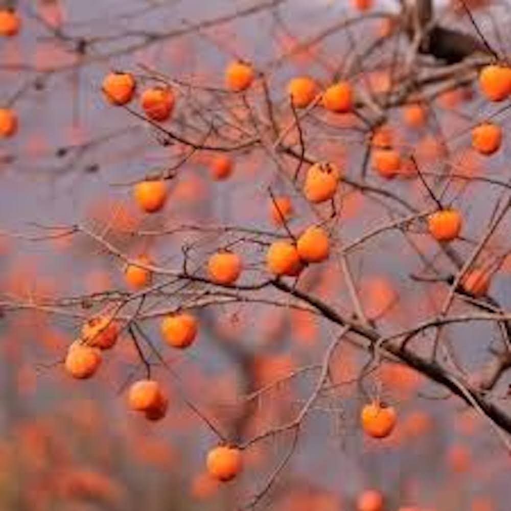 5 Persimmon Tree Seeds Diospyros Virginiana Native Fruit Tree