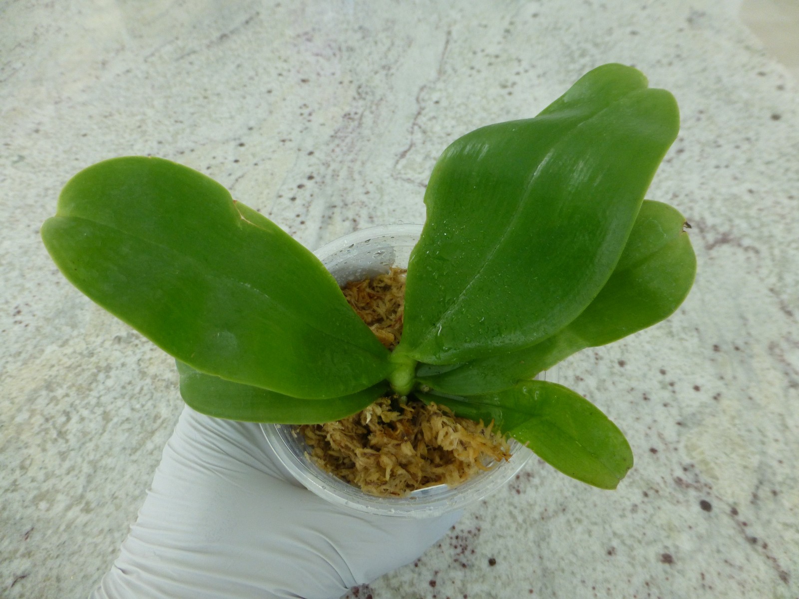 Phalaenopsis Orchid Phal. violacea indigo ‘Jia Ho Blue Moon’ In 3.5″ Pot