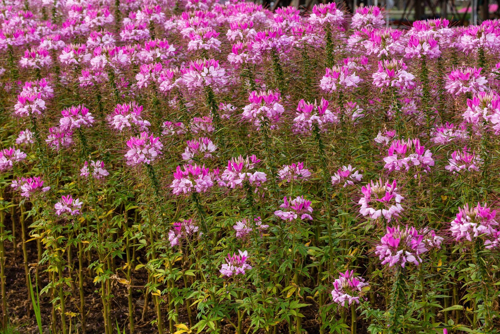 200 ROSE QUEEN CLEOME Hassleriana Cleome Spinosa Pink Spider Flower Seeds