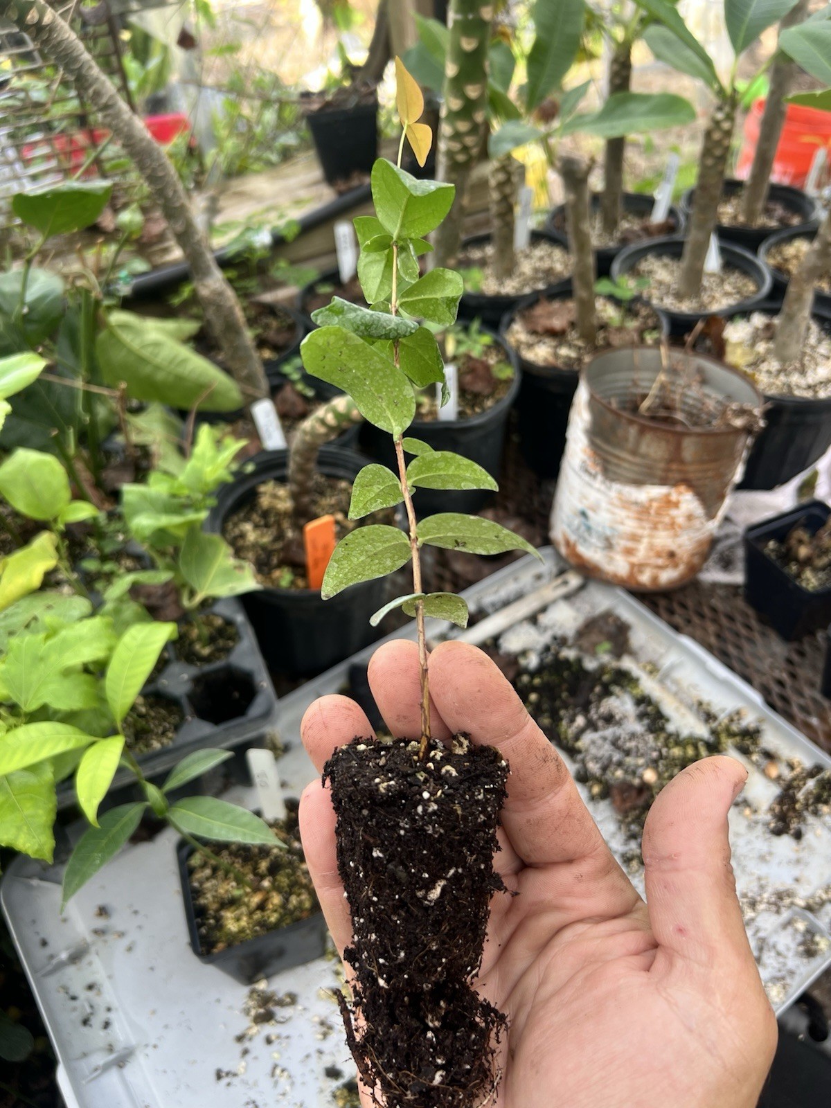 1- Surinam cherry starter plant.