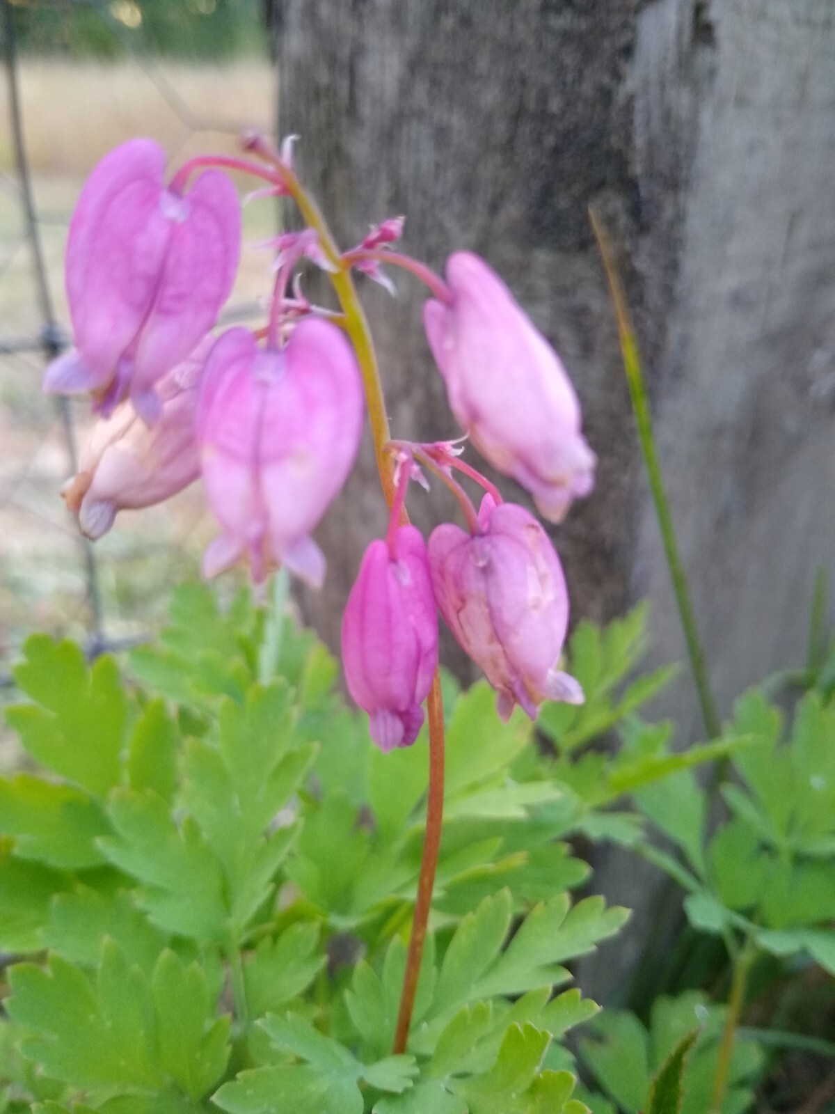 5 Bleeding Hearts Pink Pacific LIVE PLANTS Bare Root Dicentra Wild Flowers