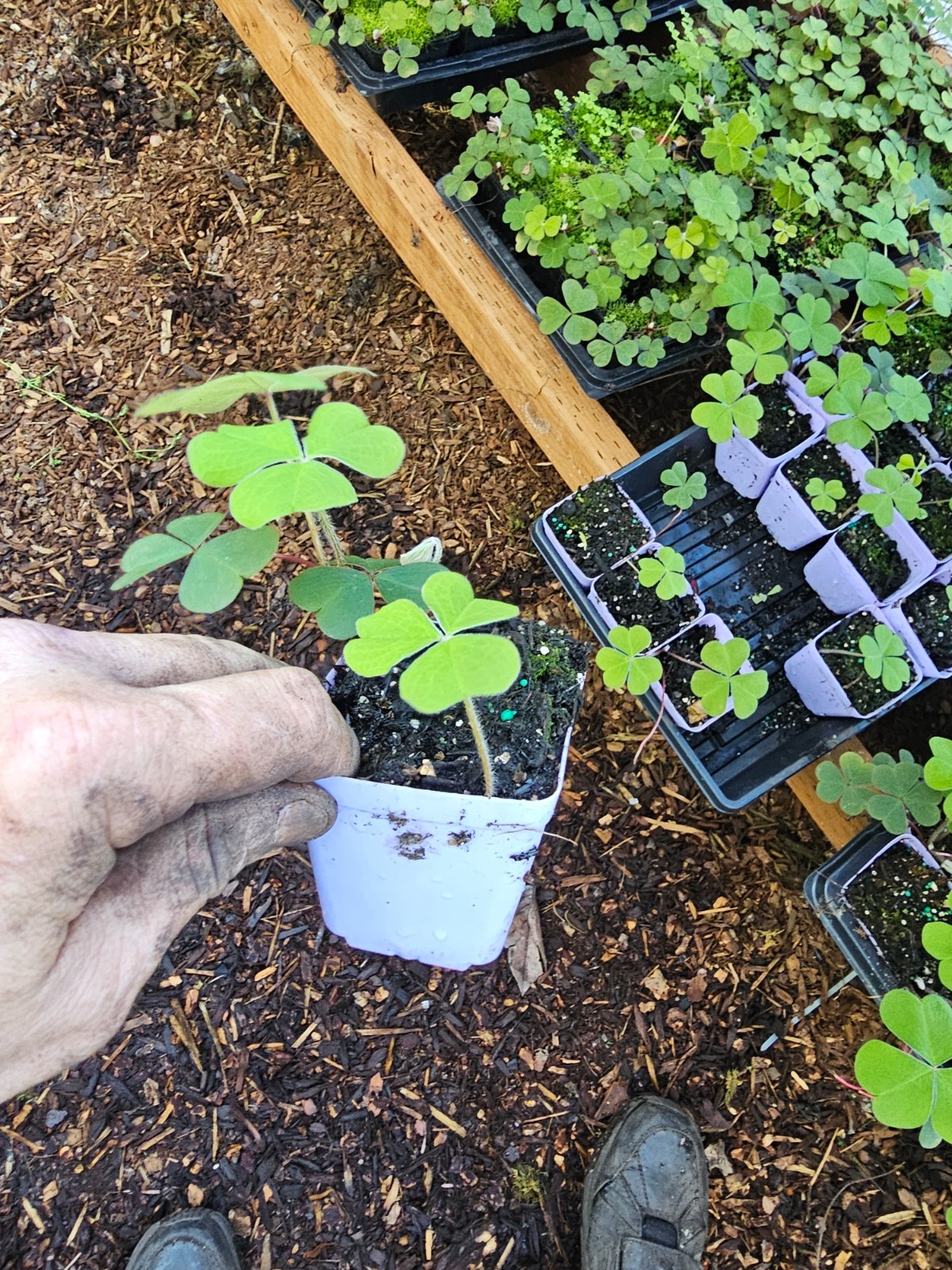 one DEEP SHADE OXALIS, SHAMROCK, 4leaf clover plant, growing in 3″ pot live