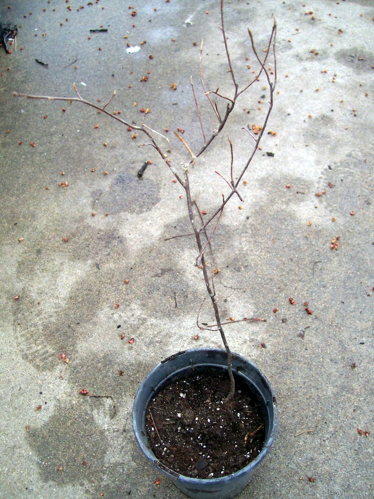 WITCHHAZEL HAMAMELIS VERNALIS STARTER LIVE PLANT 12 TO 16+ INCH SET OF 2