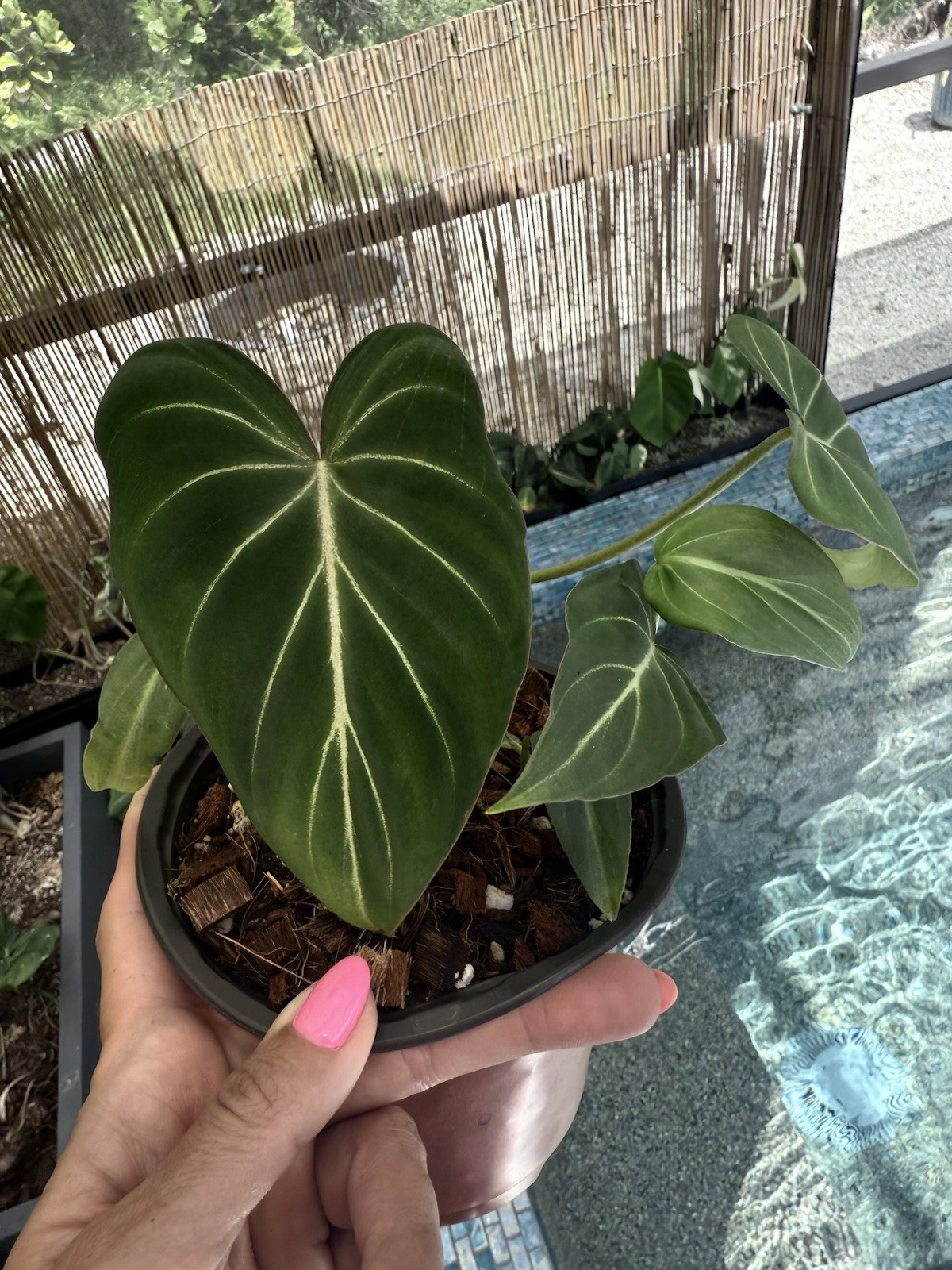 Philodendron Gloriosum Dark Form Tiny Plant (includes Two Plants) Free Shipping