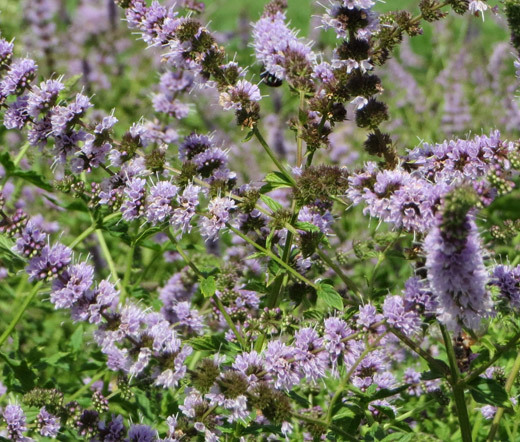 SPEARMINT Mentha Spicata – 100 Seeds