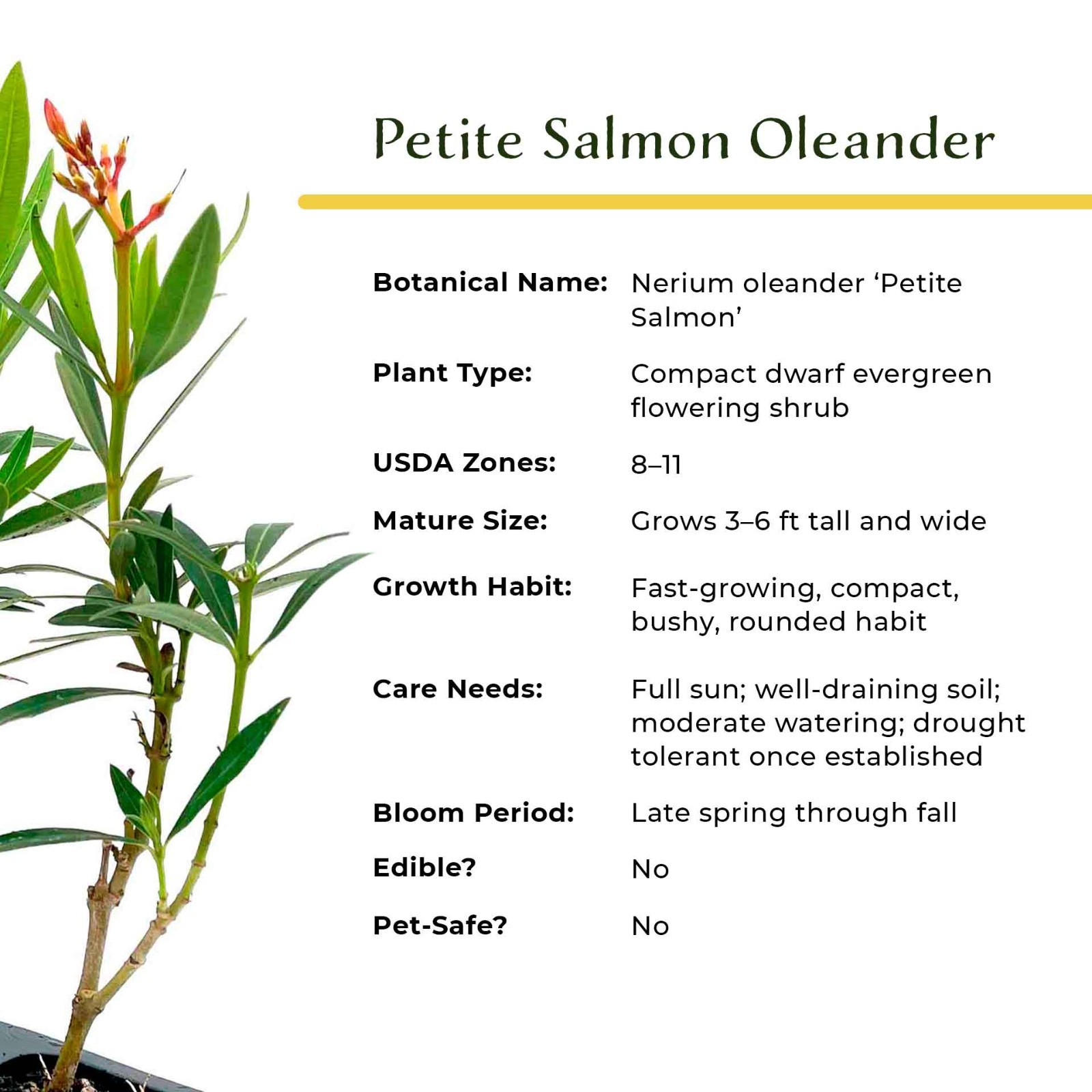 Petite Salmon Oleander (Nerium oleander ‘Petite Salmon’) in 2.5” Nursery Cubes