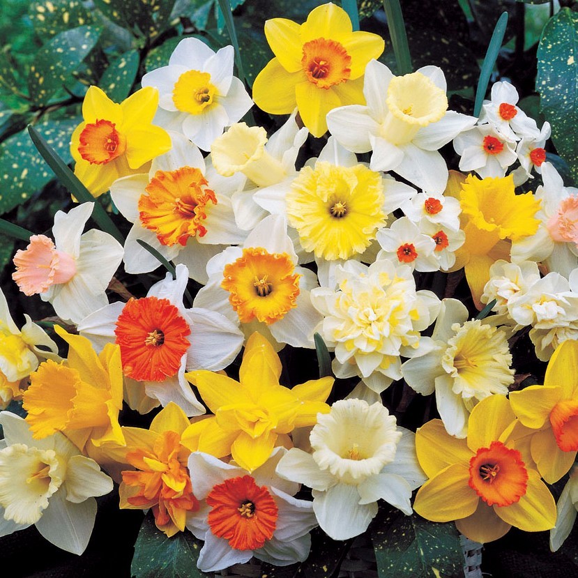Supreme Yellow Itoh Bartzella Peony Lg. Root, Spectacular Blooms.Check Our Store