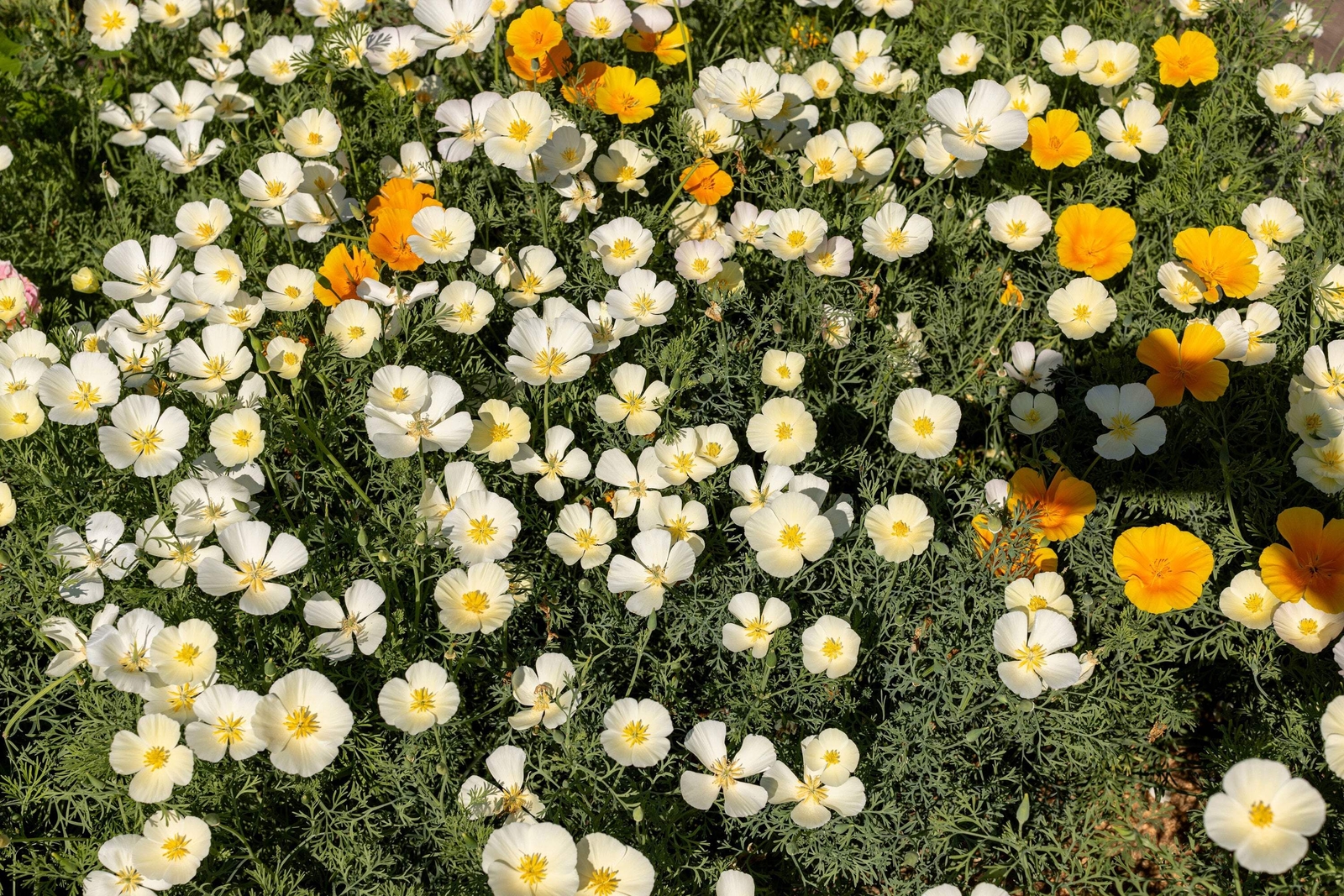 1000 WHITE CALIFORNIA POPPY Eschscholzia Californica Flower Seeds