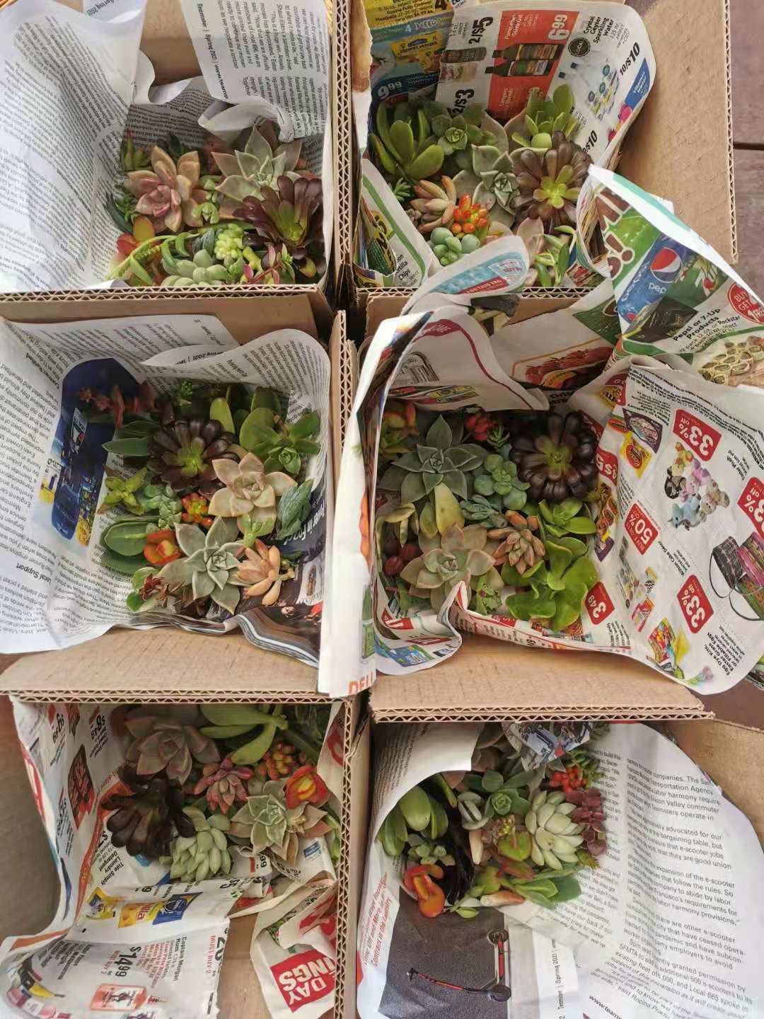20 Assorted Succulent Cuttings/ 18 Varieties