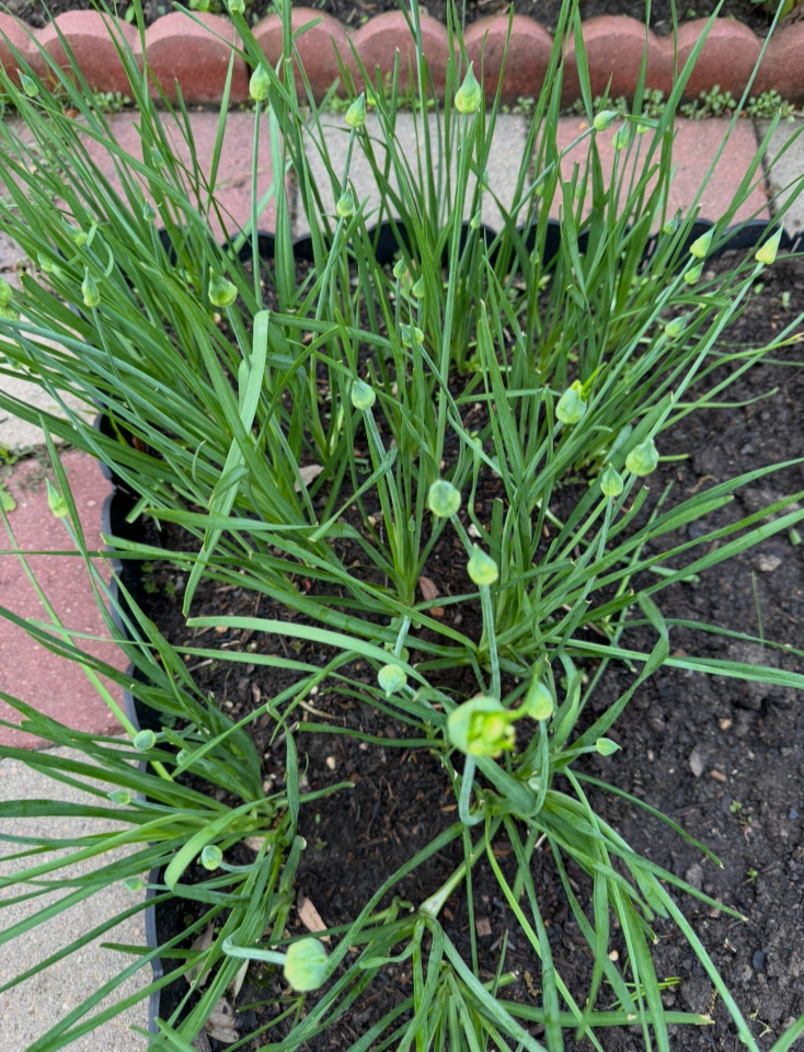 30+ organic Perennial Live Plant Bare Rooted Garlic Chives