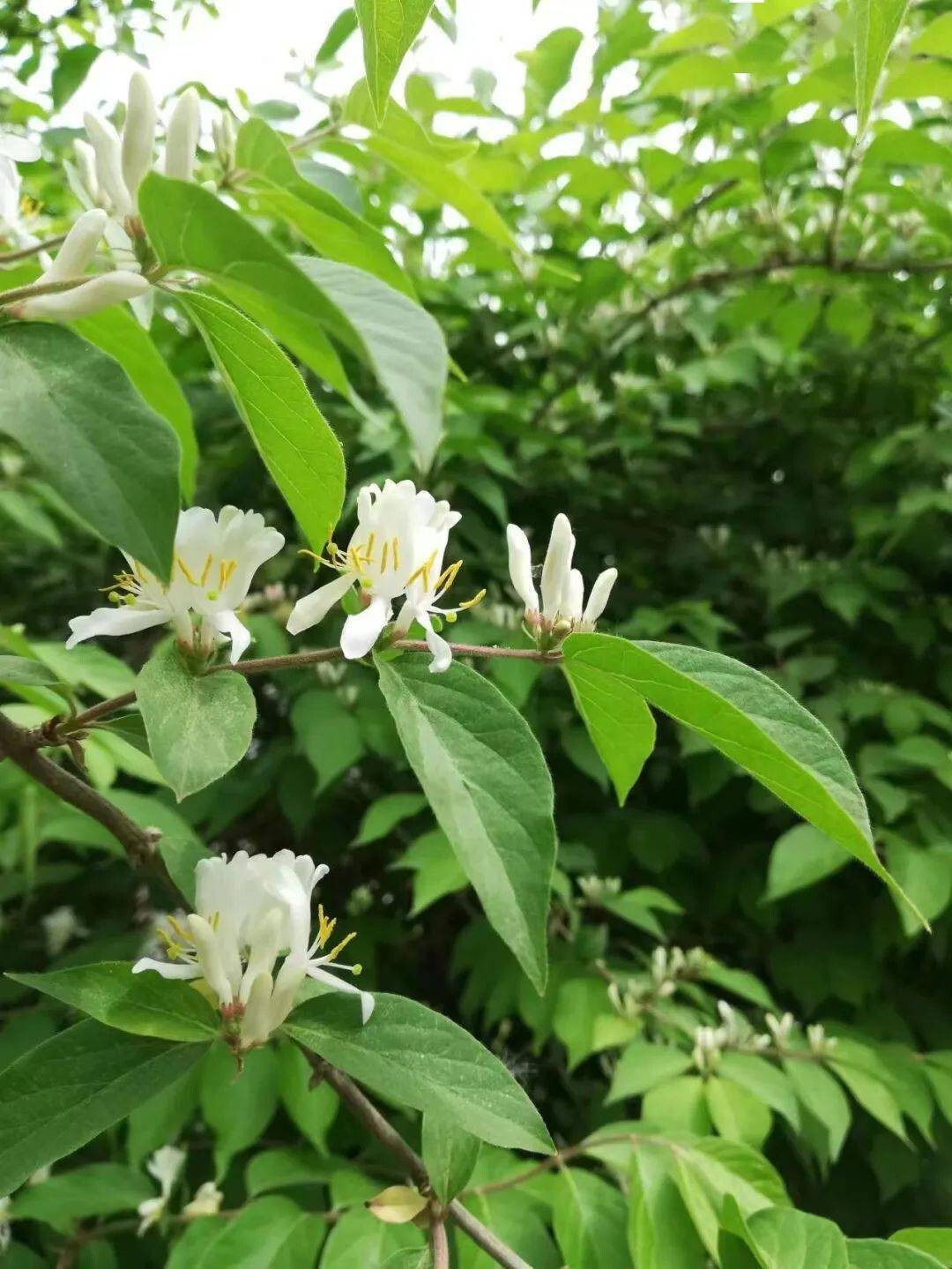 50Pcs Lonicera fragrantissima | Winter Honeysuckle | 50_Seeds