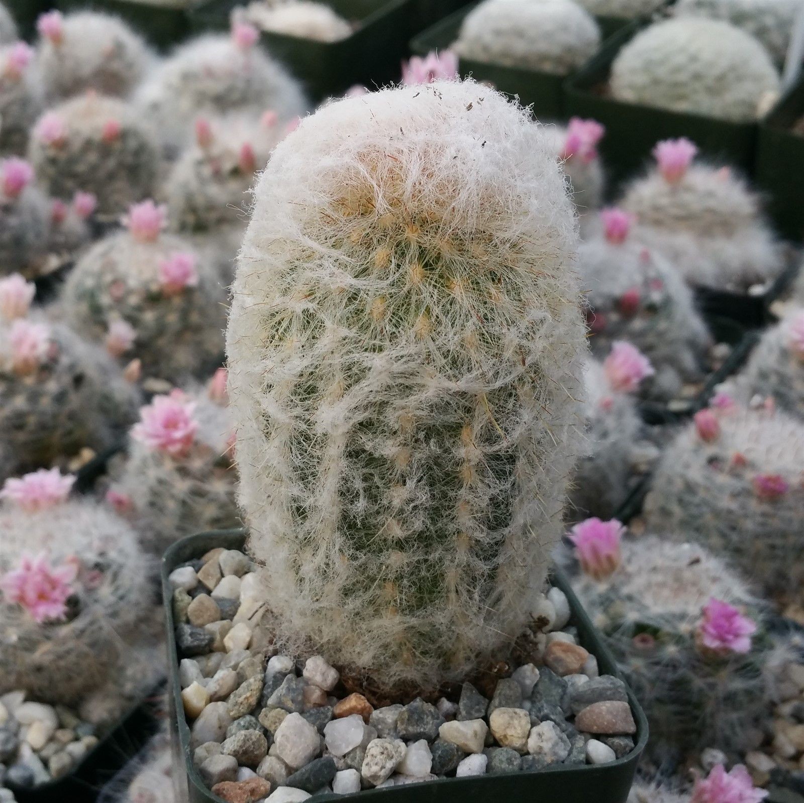 Espostoa Melanostele aka Old Lady/Old Man Cactus Seeds 5 Seeds Free Shipping!