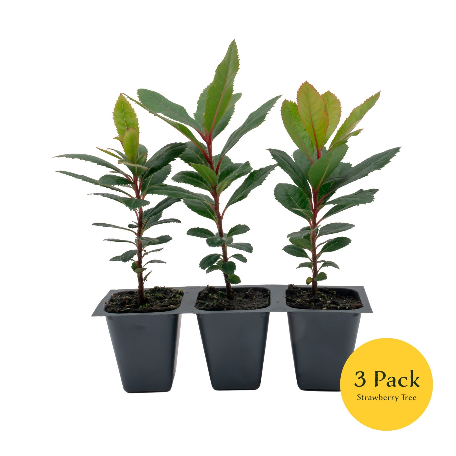 Arbutus Unedo – Strawberry Tree – Live Plants – Sweet Beauty in 2.5 Inch Cubes
