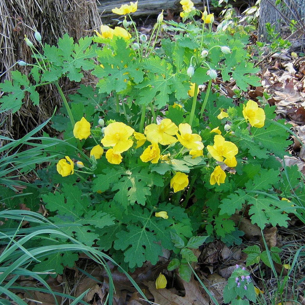 CELANDINE POPPY 20 bulb (Stylophorum eiphyllym