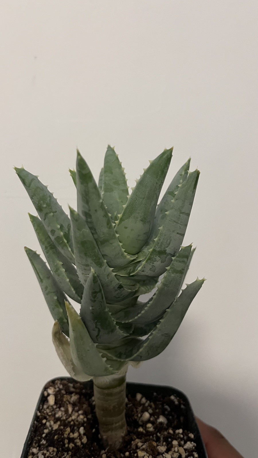 Aloe pillansii
