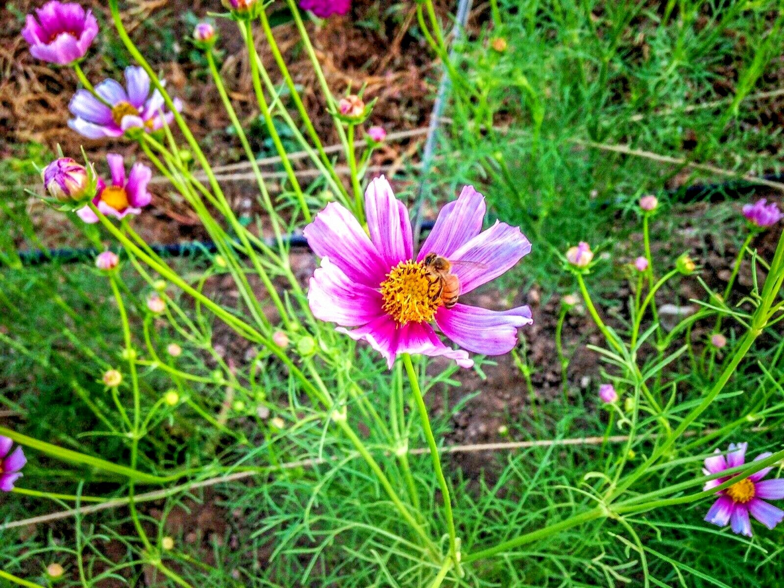300+COSMOS DAYDREAM Seeds Wildflower Heat Drought Poor Soils Pollinators Easy