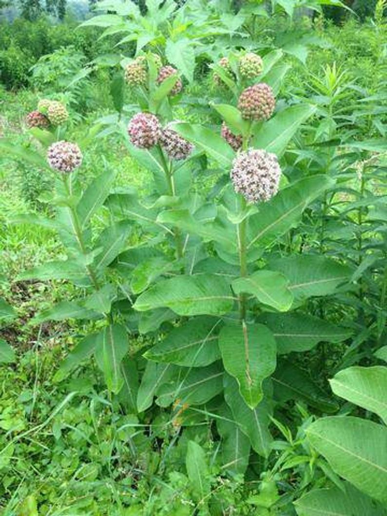 Common Milkweed 50+ seeds Asclepias Syriaca,