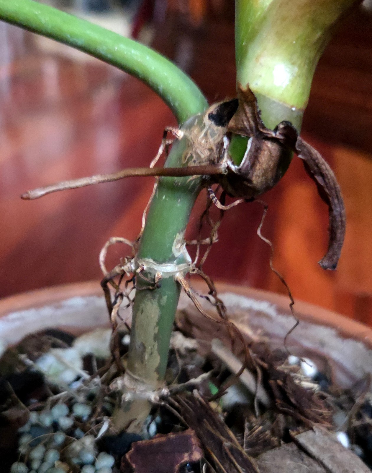 Rare Philodendron Variegated Golden Erubescens 18″ Tall Not Monstera Anthurium