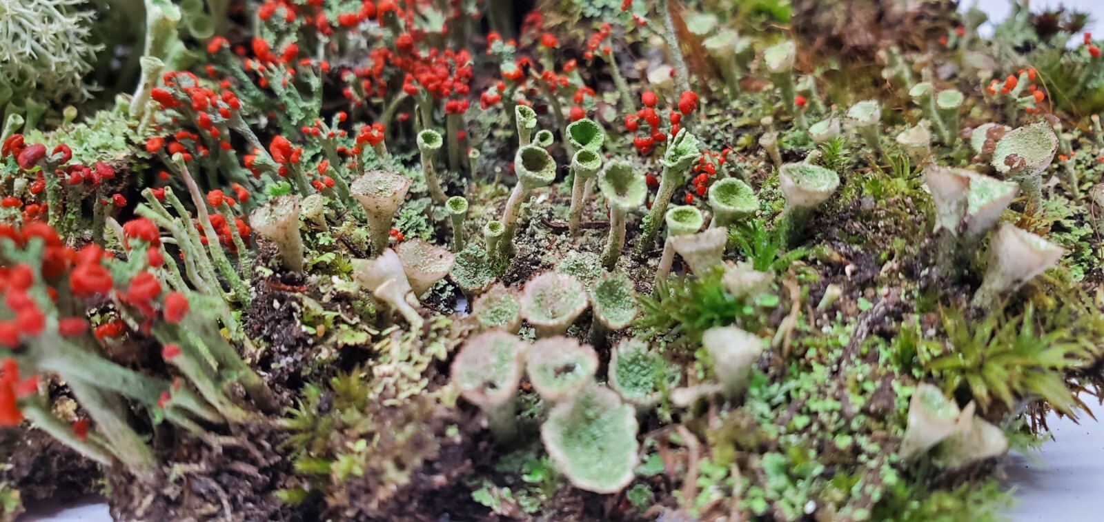 Live Lichen Assortment for Terrarium, Mossarium, Fairy Garden Ships Free