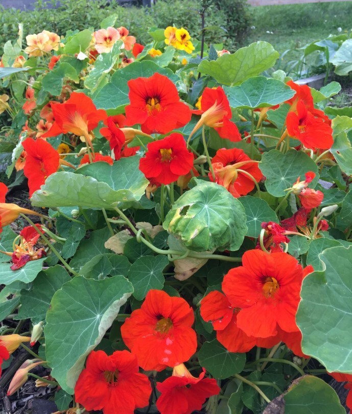 Nasturtiums Live Plants – 3-5” Tall – 2 Plant in 4″ Pot – Edible Flower Herb