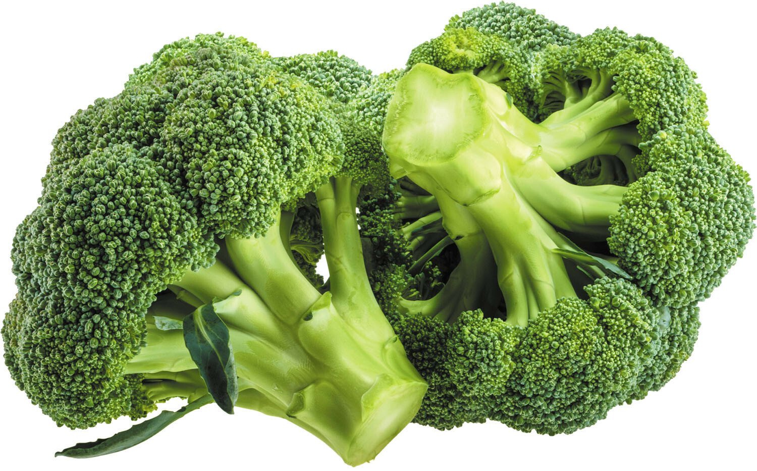 BROCCOLI SEEDS – DI CICCO – ORGANIC – HEIRLOOM – 1.gram