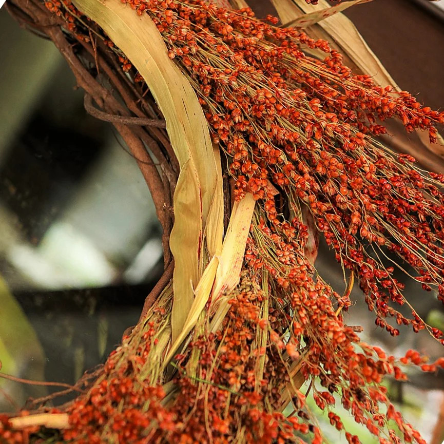 Red Broom Corn Seeds | Sorgum Bicolor Millet Mixed Colors Grain Flower Seed 2024