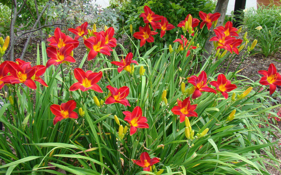 Set 5 Red Volunteer Daylily Roots – Hemerocallis – Hardy Perennial Flowering