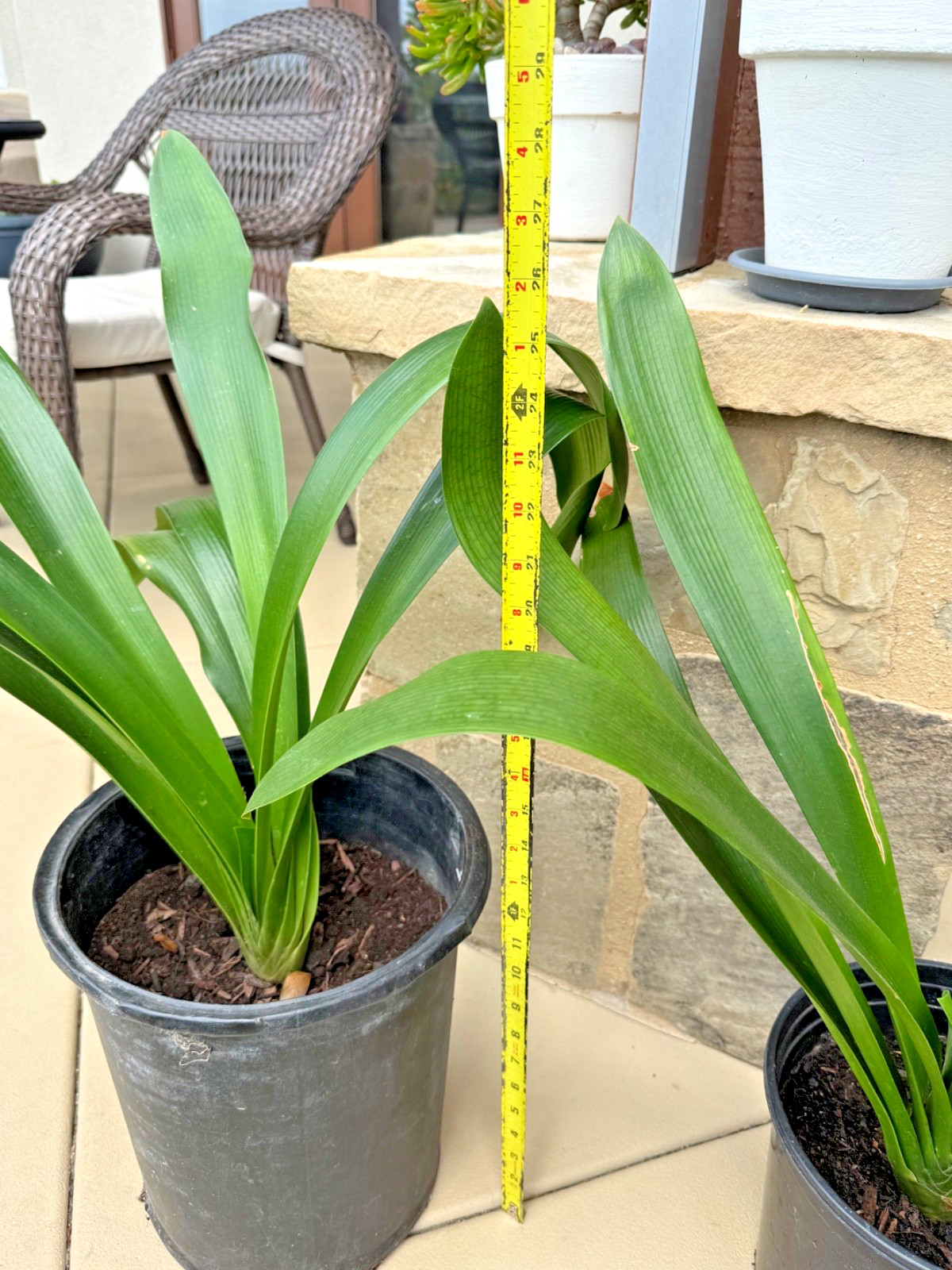 1 Large, Mature Yellow Clivia Miniata Bush Lily Plants, 10 -12 Leaves