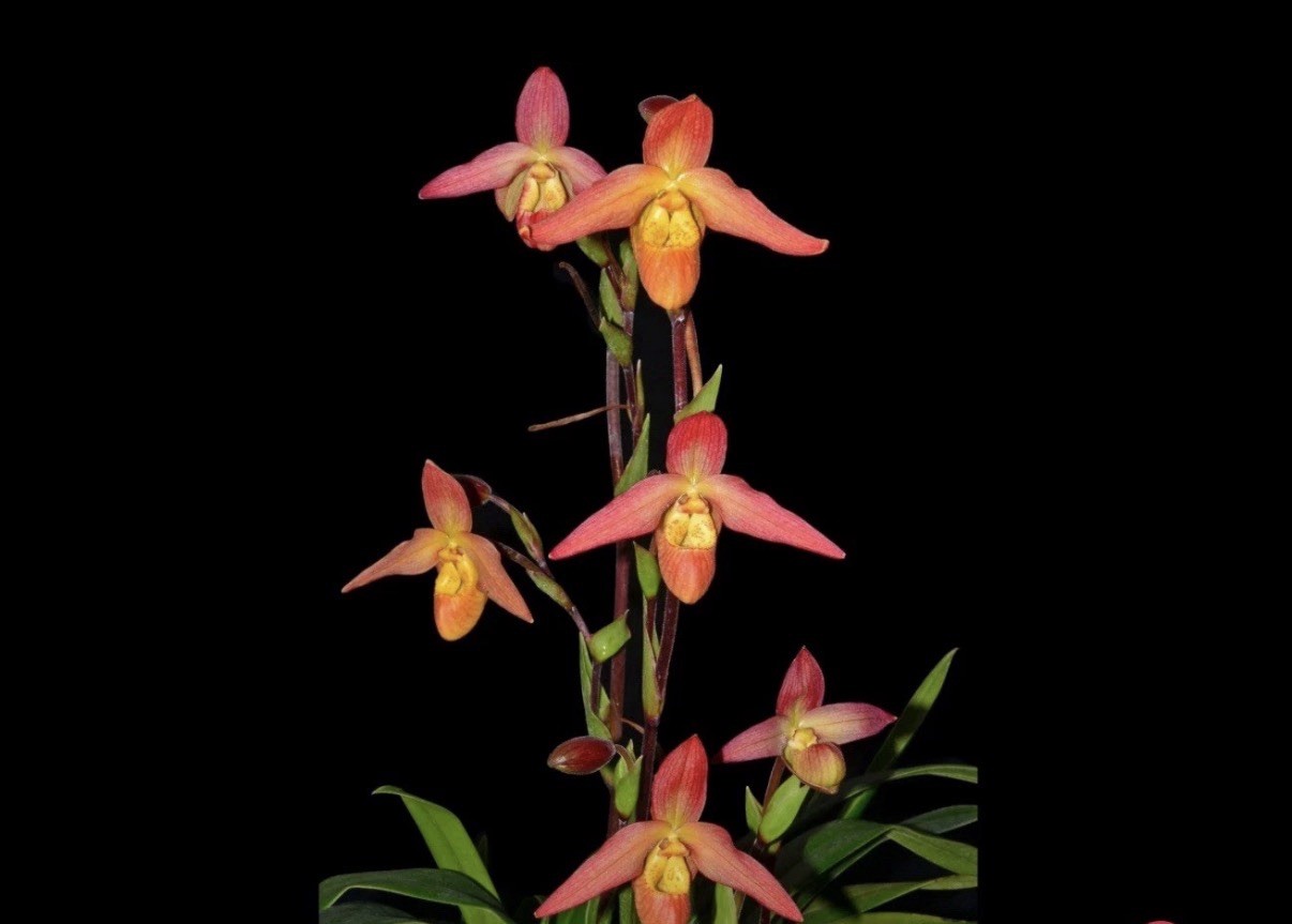 Phragmipedium Olaf Grüss Red Pink Orange Orchid Hybrid Fresh Import 4” RePot