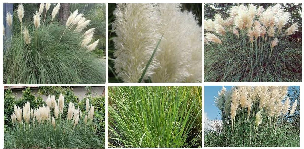 1,000 Seeds PINK PAMPAS GRASS AND 1,000 Seeds White Pampas Grass USA HomeGrown