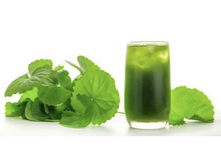 Centella Asiatica Big Leaf Seed Gotu Kola Indian Pennywort Rau Má 350 Seeds